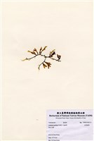 藏品(杉葉蕨藻)的圖片